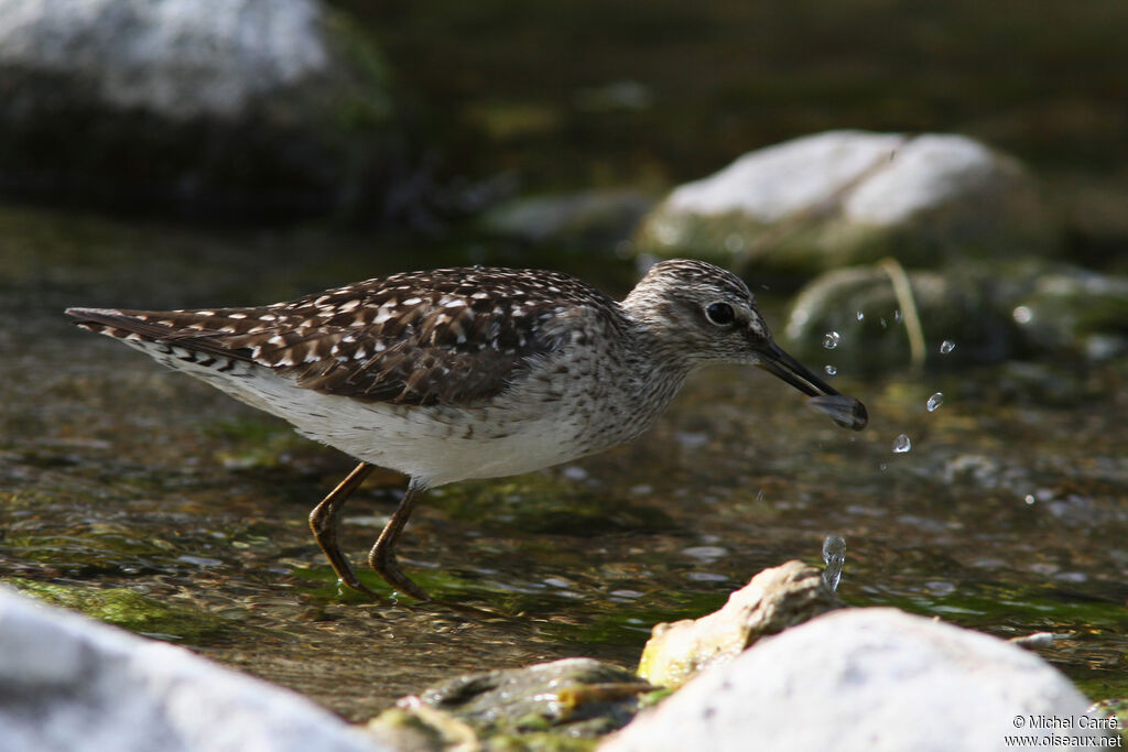 Wood Sandpiper, feeding habits