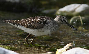 Wood Sandpiper