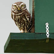 Little Owl