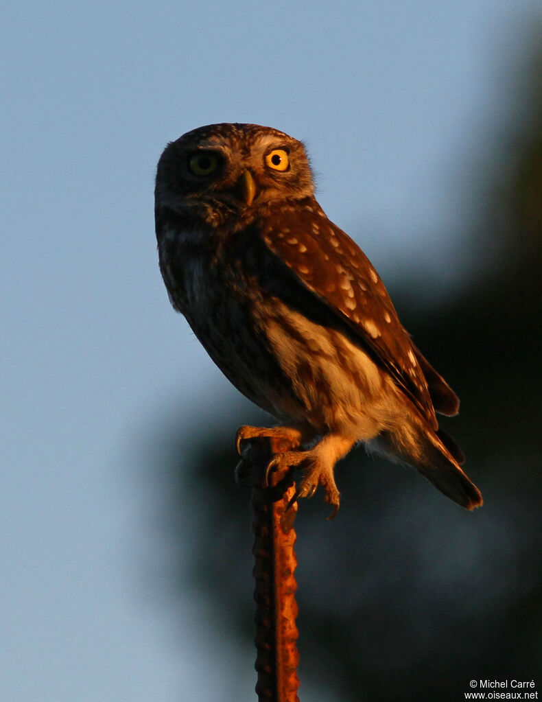 Little Owl