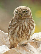 Little Owl