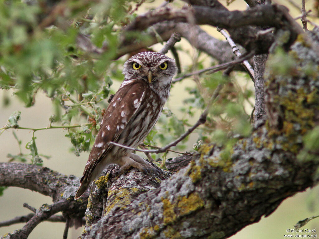 Little Owl