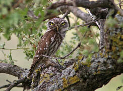 Little Owl