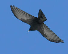 Alpine Chough