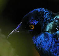 Purple Starling