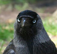 Western Jackdaw