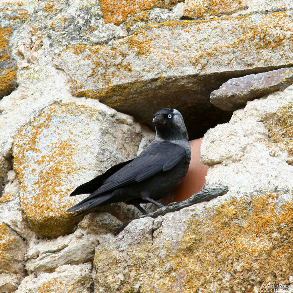 Western Jackdaw