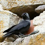 Western Jackdaw