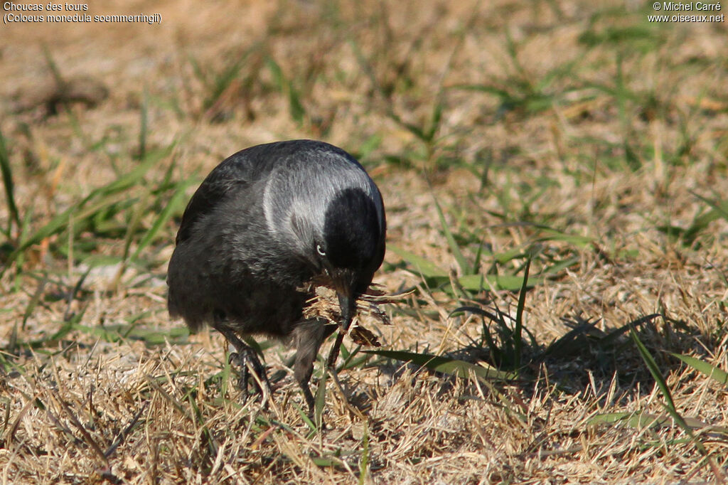 Western Jackdaw