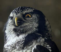 Northern Hawk-Owl