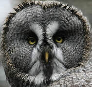 Great Grey Owl