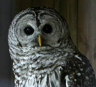 Barred Owl