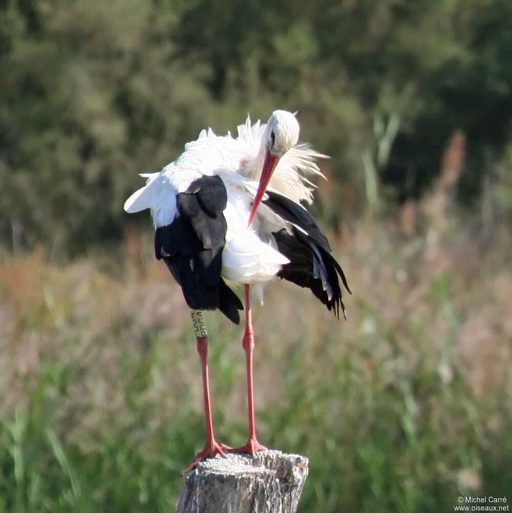 White Storkadult