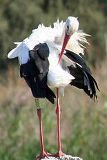 Cigogne blanche