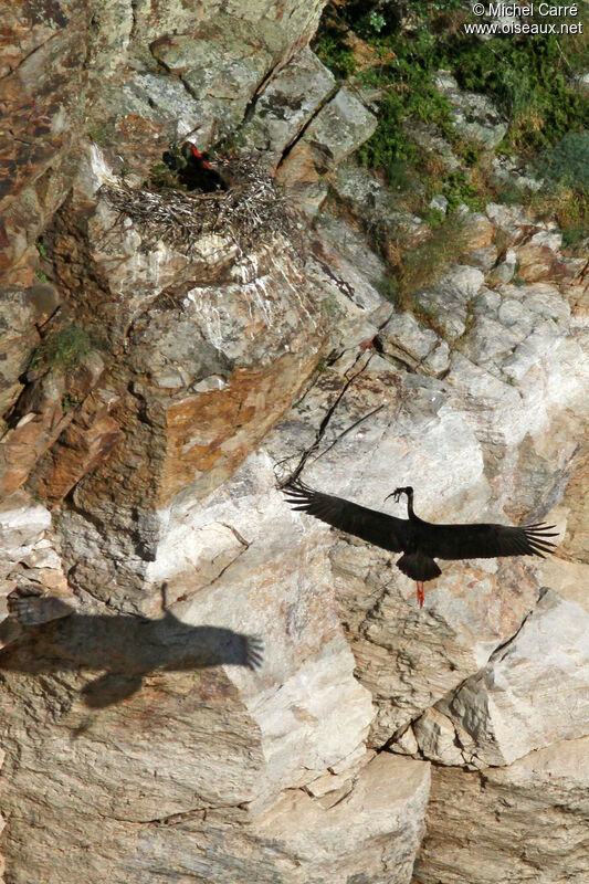 Black Stork adult, Reproduction-nesting