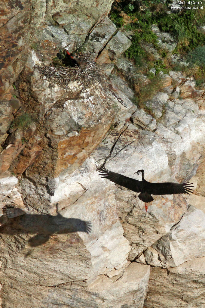 Black Stork adult, Reproduction-nesting