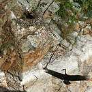 Cigogne noire