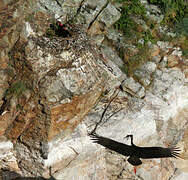 Black Stork