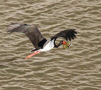 Cigogne noire