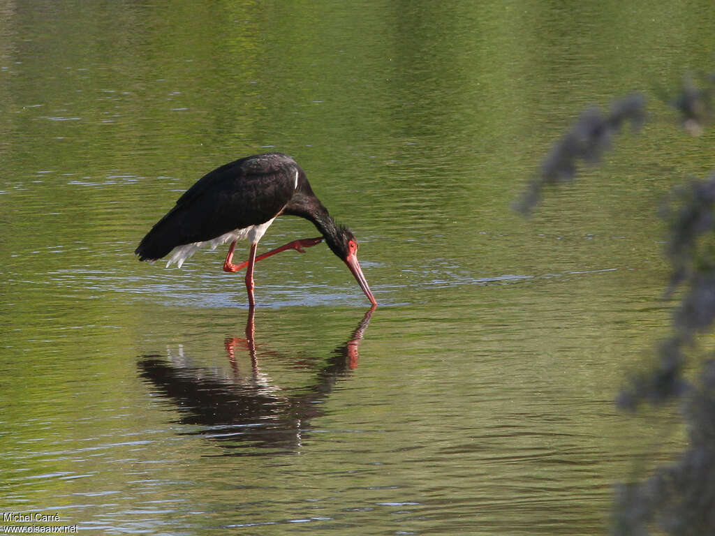 Black Storkadult breeding, care