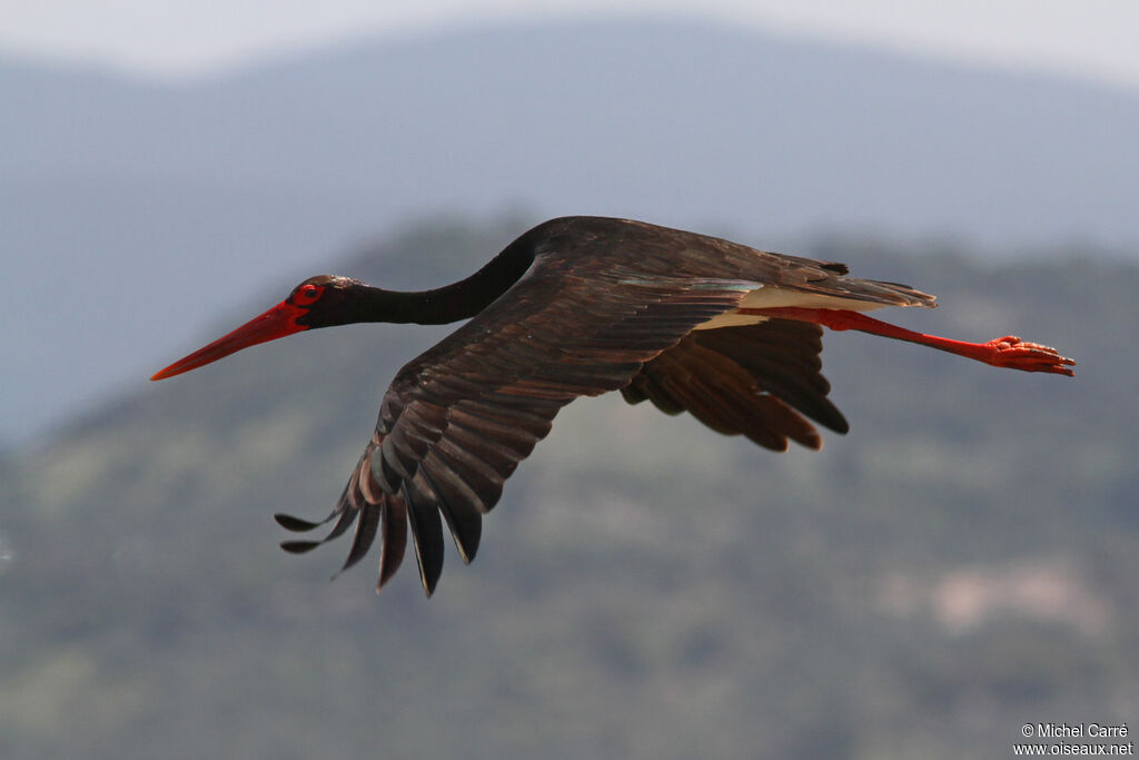 Cigogne noire, Vol