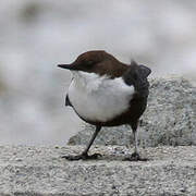 White-throated Dipper