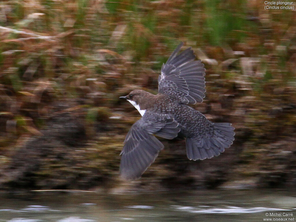 White-throated Dipperadult, Flight