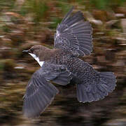 White-throated Dipper