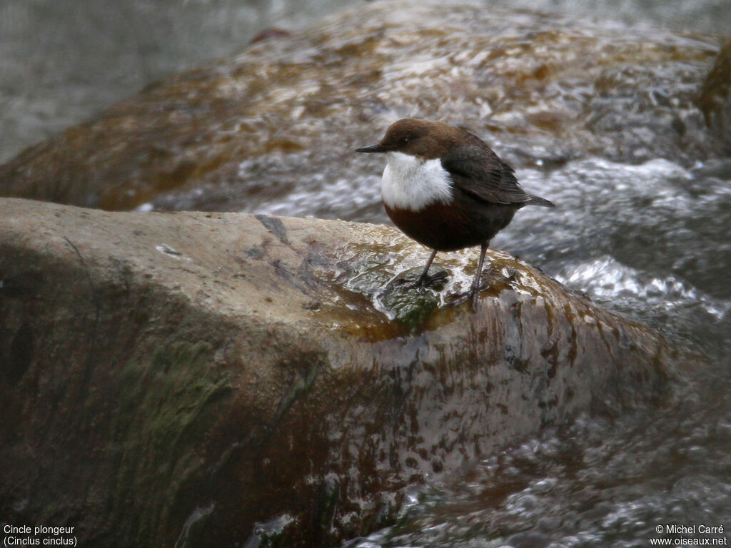 White-throated Dipperadult