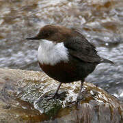 White-throated Dipper