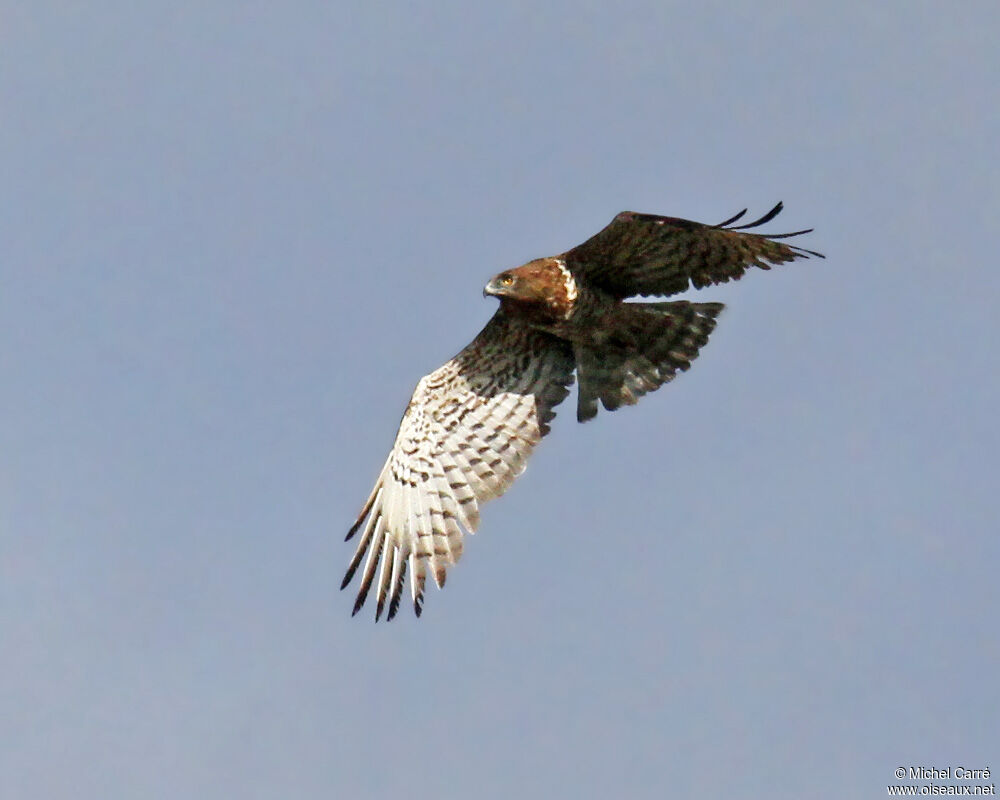 Short-toed Snake Eagle