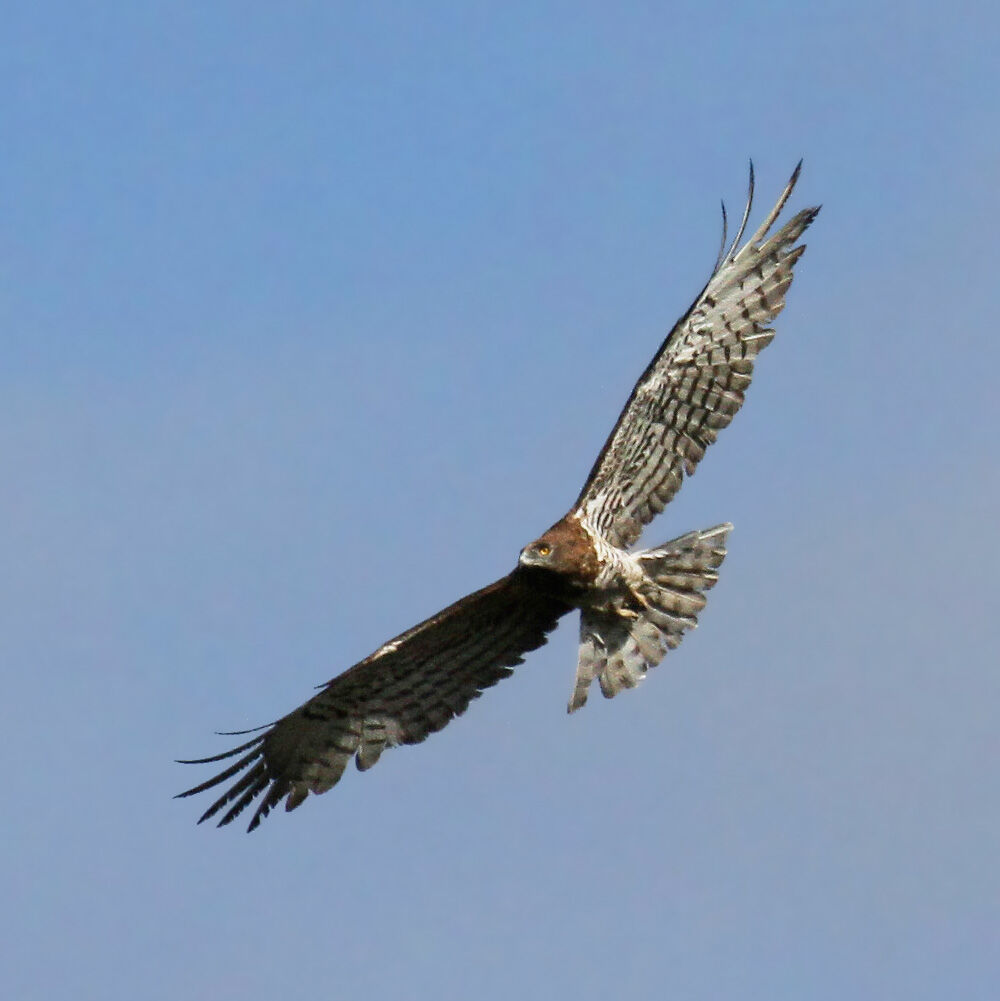 Short-toed Snake Eagle