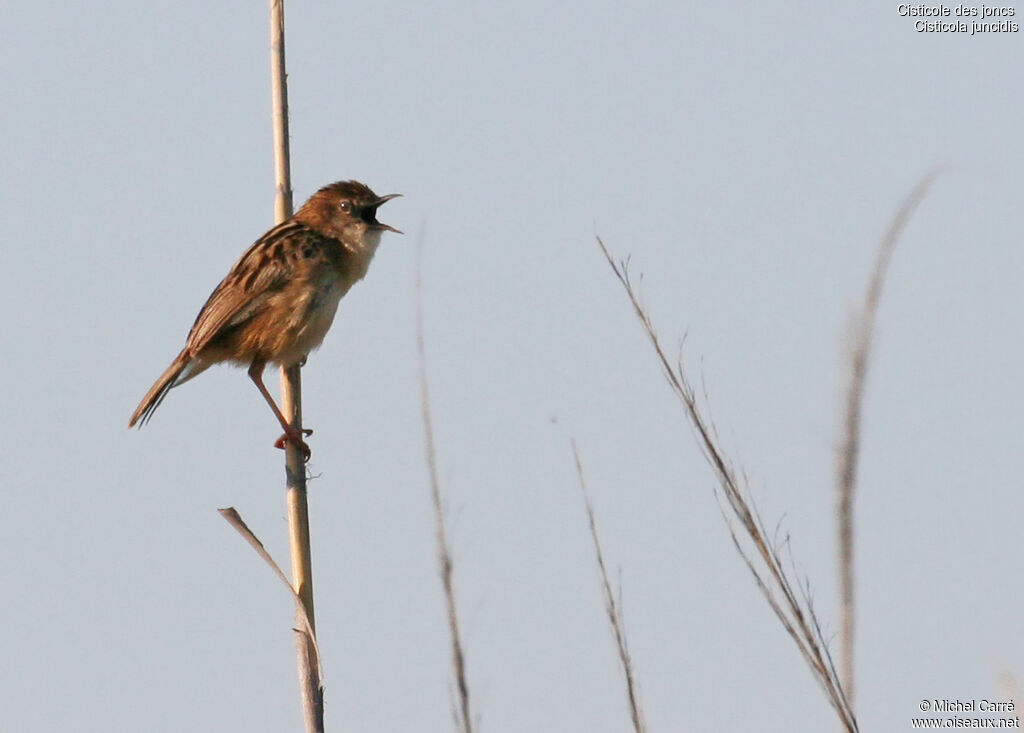 Zitting Cisticola