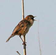 Zitting Cisticola