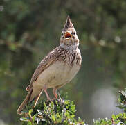 Thekla's Lark