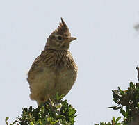 Thekla's Lark