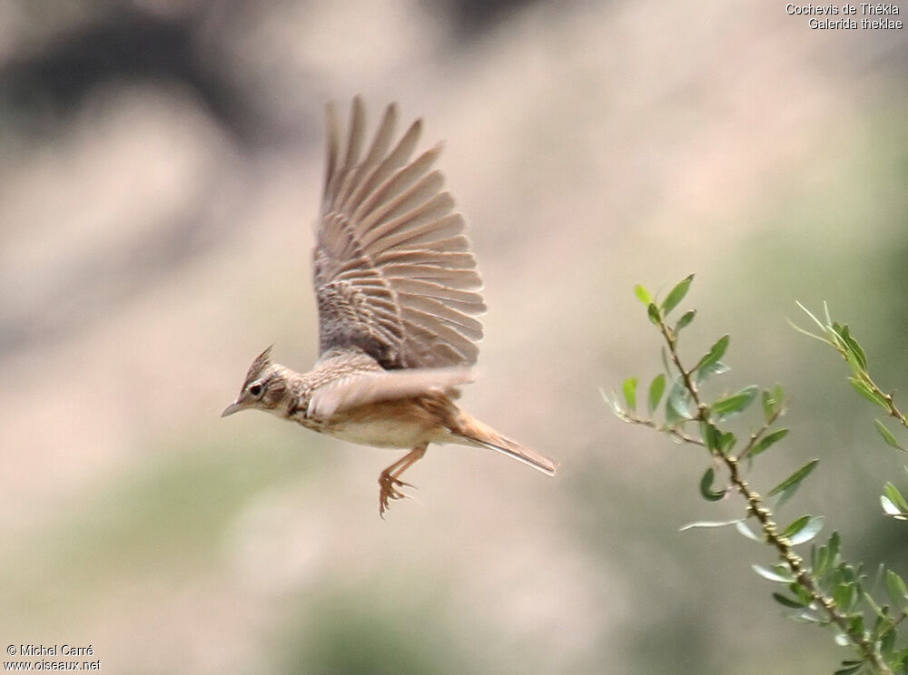 Thekla's Lark, Flight