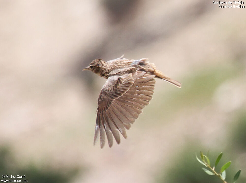 Thekla's Lark, Flight