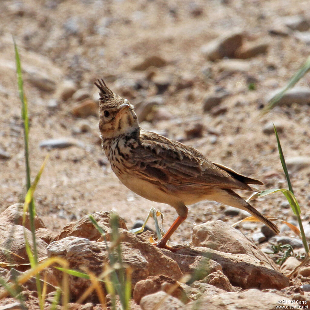 Crested Larkadult