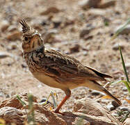 Cochevis huppé