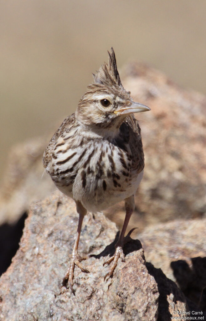 Crested Larkadult