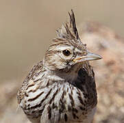 Crested Lark