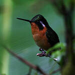 Colibri à gorge pourprée