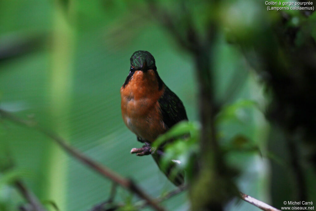 Purple-throated Mountaingem female adult