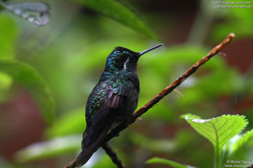 Purple-throated Mountaingem male adult