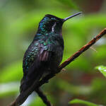 Colibri à gorge pourprée