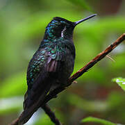 Colibri à gorge pourprée