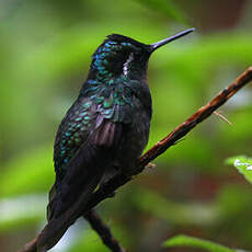 Colibri à gorge pourprée