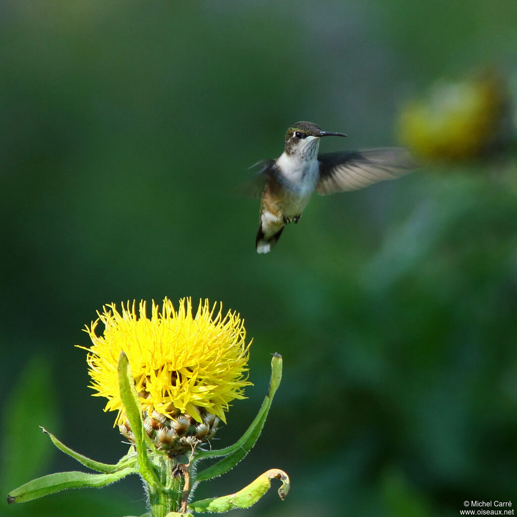 Colibri à gorge rubis femelle adulte