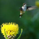 Colibri à gorge rubis